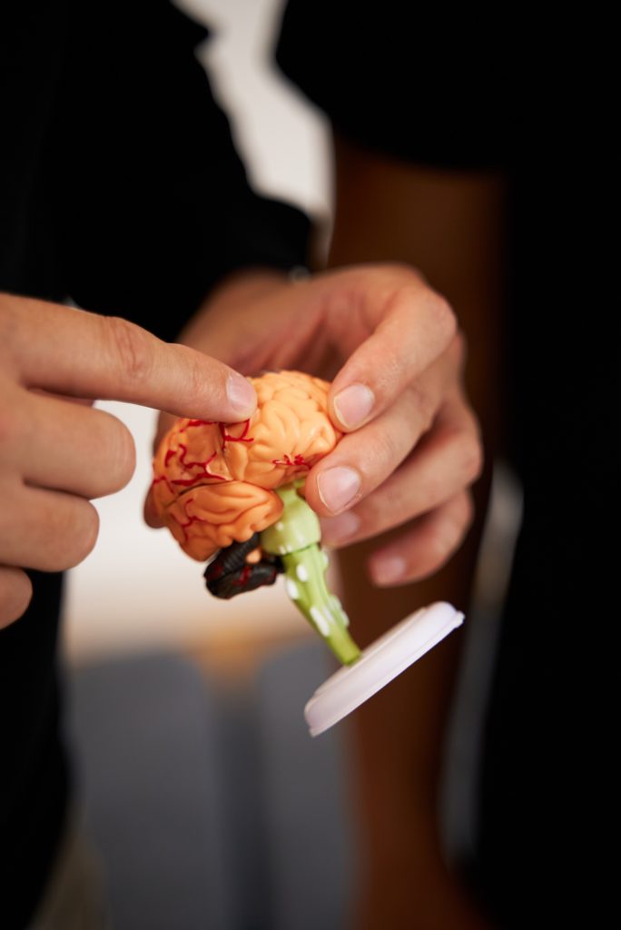 Hände halten das kleine Modell eines Gehirns im ChiroZentrum Wien.